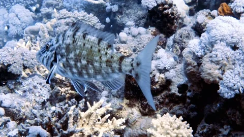 4k video footage of a Spangled Emperor (Lethrinus Nebulosus) and cleaner wrasse Stock Footage 164867233