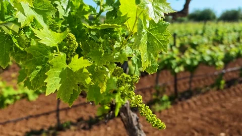 4K video footage of tiny newly formed grape clusters growing on vine in vineyard Stock Footage 336913000