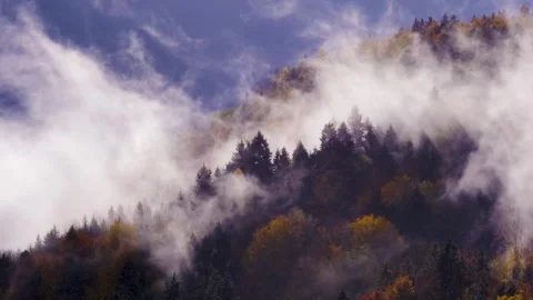 4K video of the forest from above the drone Stock Footage 276741261