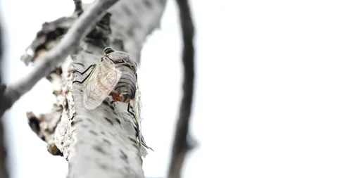 4K video of frantically chirping cicadas Video stock 179827191