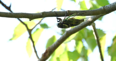 4K video of frantically chirping cicadas Stock Footage 180519760