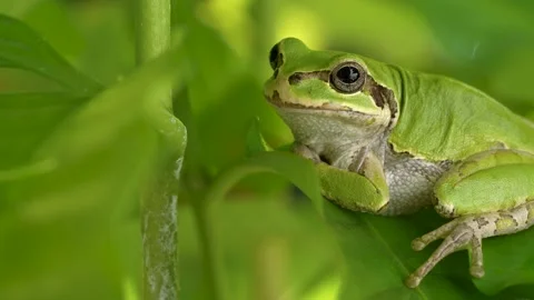 4K video of a frog looking this way. Stock Footage 267530034