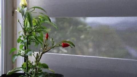 4K video of a fruiting chilli plant blowing in the wind Vídeos de archivo 334698956
