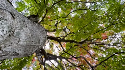 4K video of a giant maple tree shot from the base Stock Footage 248682666
