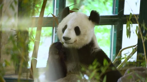 4K video of giant panda eating bamboo in Vienna zoo enclosure. Close-up foo.. Stock Footage 343581738
