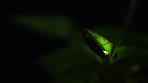4K video of glowing fireflies Stock-Footage 236179248
