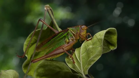 4K video of a grasshopper (Cricket) singing. Stock Footage 274868809