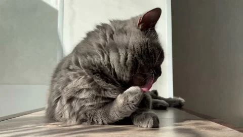 4K video of a gray cat licking its paw. The British cat lies on the windowsill. Stock Footage 191178660