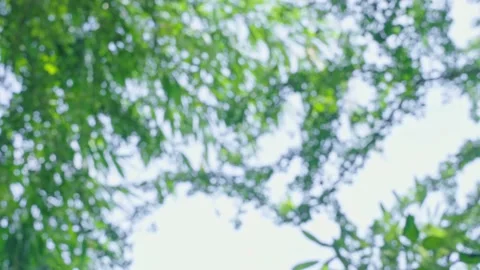 4k video, Green blurred light nature background, Green bokeh defocus summer or a Stock Footage 232830236
