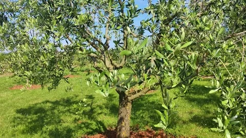 4k video of green olive trees in Istria Stock Footage 283680620