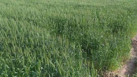 4K Video of Green Wheat fields and plants. Stock Footage 302916765