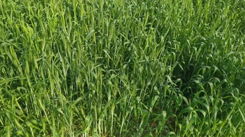 4K Video of Green Wheat fields and plants. Stock-Footage 302916891
