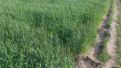 4K Video of Green Wheat fields and plants. Stock Footage 302916892