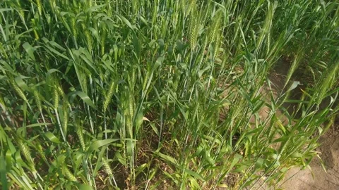 4K Video of Green Wheat fields and plants. 스톡 동영상 302916905
