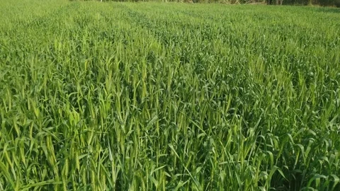 4K Video of Green Wheat fields and plants. Stock Footage 302916931