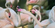 4K Video Of Group Of Flamingos In National Park Stock Footage