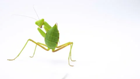 4K video of a Haraviro's mantis turning around on a white background. 스톡 동영상 238534201