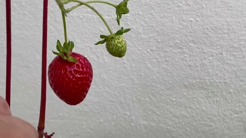 4K video harvesting single dangling strawberry from hanging basket Stock Footage 219486441