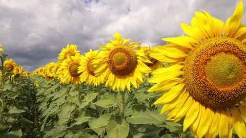 4k video hd Large blooming sunflowers against a blue sky with white clouds Stock Footage 160926597