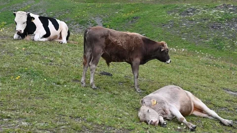A 4K Video of Herd of cows grazing in the caucasus mountains in Georgia Stock Footage 248642026