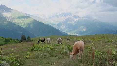 A 4K Video of Herd of cows grazing in the caucasus mountains in Georgia Stock Footage 248642029