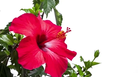 4K video of hibiscus in bloom Stock Footage 272616791