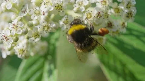 4k Video of Honey Bee pollinating flower Stock Footage 245291915