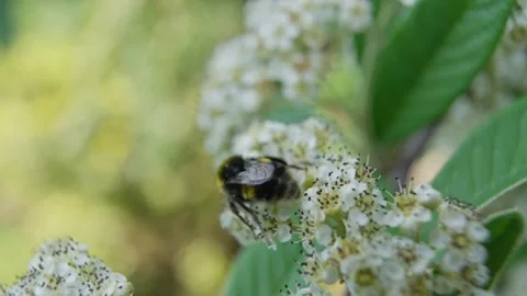 4k Video of Honey Bee pollinating flower Stock Footage 245291928