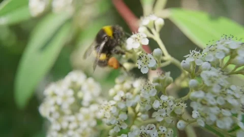 4k Video of Honey Bee pollinating flower Stock Footage 245291934
