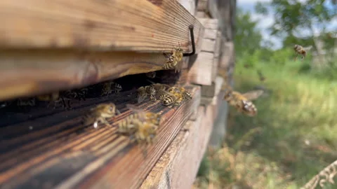 4k video of honey bees approaching and departing from the entrance of the hiv Stock Footage 201290662