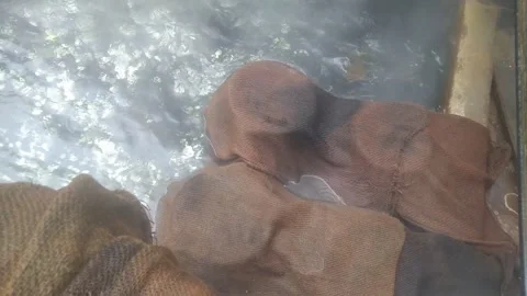 4K Video of hot spring and people prepare their rice there. Video stock 331700423