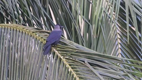 4k video of house crow. Stock Footage 295920136