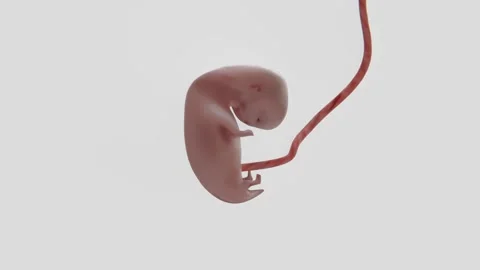 4K video of Human Fetus Development Stock Footage 327892513