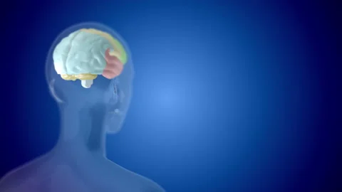 4k video of human head with internal organ on blue background. Stock Footage 157419102