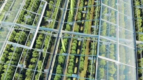 4K Video Interior Large Modern Commercial Greenhouse Controlled Plant Stock Footage 330424253