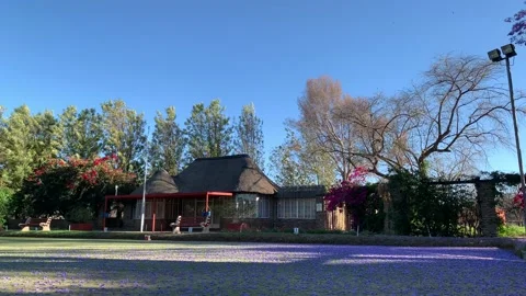 4K video of Jacaranda trees in full bloom, Windhoek, Namibia Stock Footage 141166675