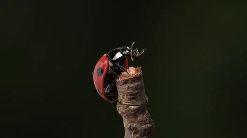 4K video of a ladybug cleaning its body Stock Footage 301623477