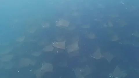 4k video of a large aggregation of Munk's Devil Rays aka Mobula Rays 스톡 동영상 280585300