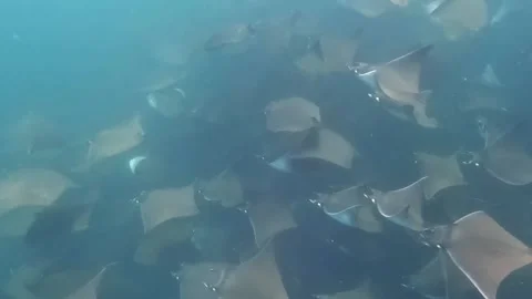 4k video of a large aggregation of Munk's Devil Rays aka Mobula Rays 스톡 동영상 280853884