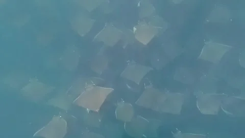 4k video of a large aggregation of Munk's Devil Rays aka Mobula Rays 스톡 동영상 280853887
