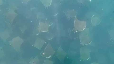 4k video of a large aggregation of Munk's Devil Rays aka Mobula Rays 스톡 동영상 281362428