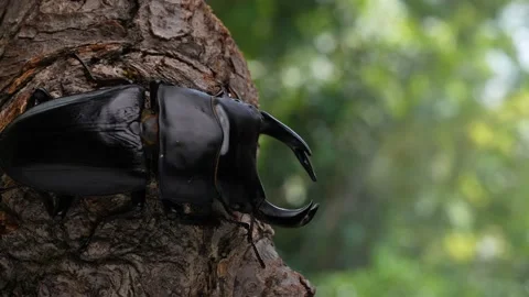 4K video of a large stag beetle in Japan Stag beetle. Stock Footage 201724518