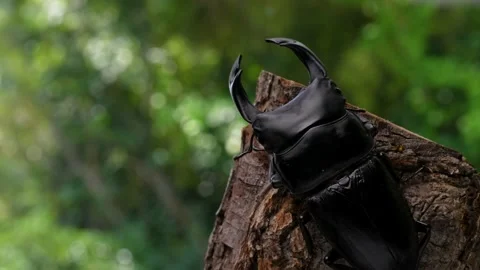 4K video of a large stag beetle. Stock Footage 201917310