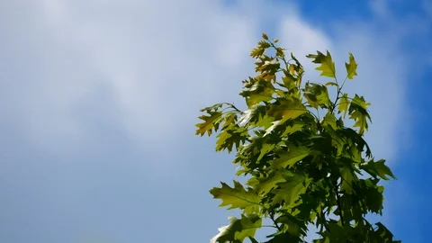 4K video of leaves moving in the wind, of the Quercus Rubra, Stock Footage 129325956