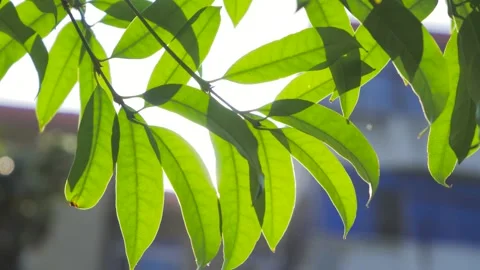 4K Video of Light Seeping Through Plant Leaves Stock Footage 319670419