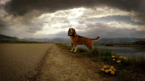 4K Video: Lightning strikes while beagle's on the walk Stock-Footage 50299720