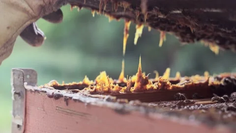 4k video macro of a beekeeper opens a hive Stock-Footage 155592037