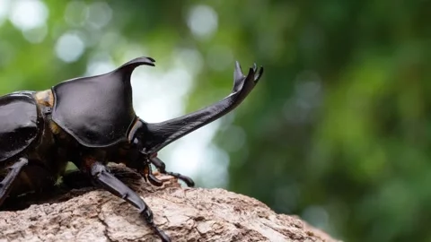 4K video of a male beetle in the forest. 스톡 동영상 312540468