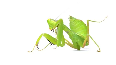 4K video of Mantis grooming itself. Stock Footage 239810900