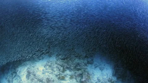 4K Video Massive Sardine School Swirling Near Coral Reef Underwater Stock Footage 337538243